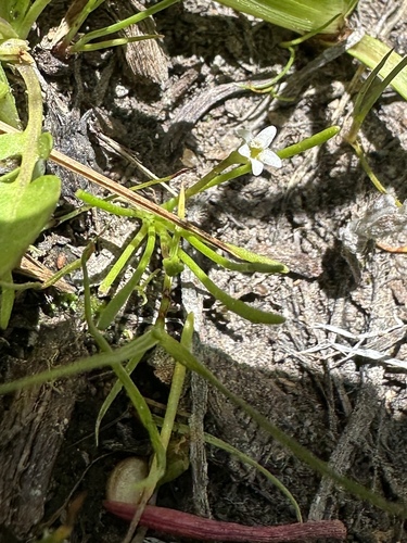 Image of Owyhee Mudwort (Limosella acaulis) by (c) Matt Berger, some rights reserved (CC BY)