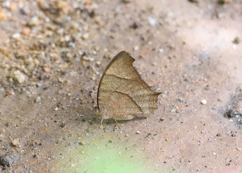 Common Evening Brown, photo 4 of 10