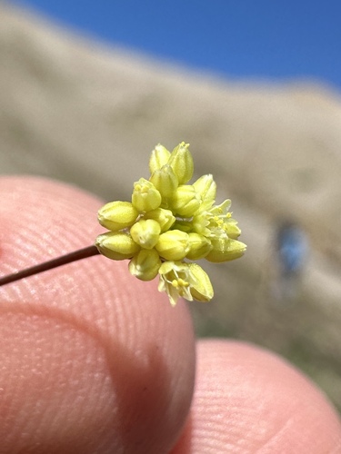Image of Eriogonum rubricaule by (c) Matt Berger, some rights reserved (CC BY)