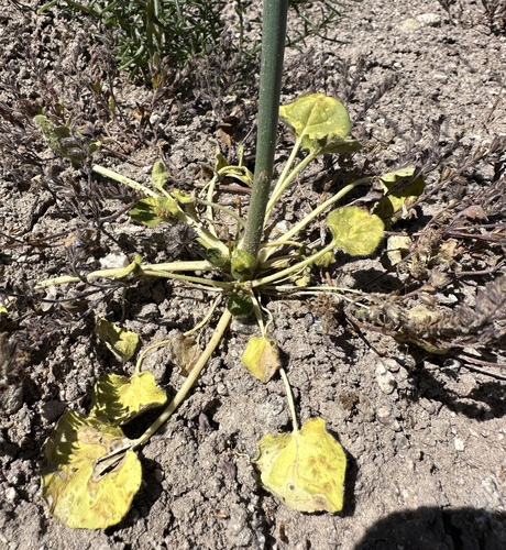 Image of Eriogonum rubricaule by (c) Matt Berger, some rights reserved (CC BY)