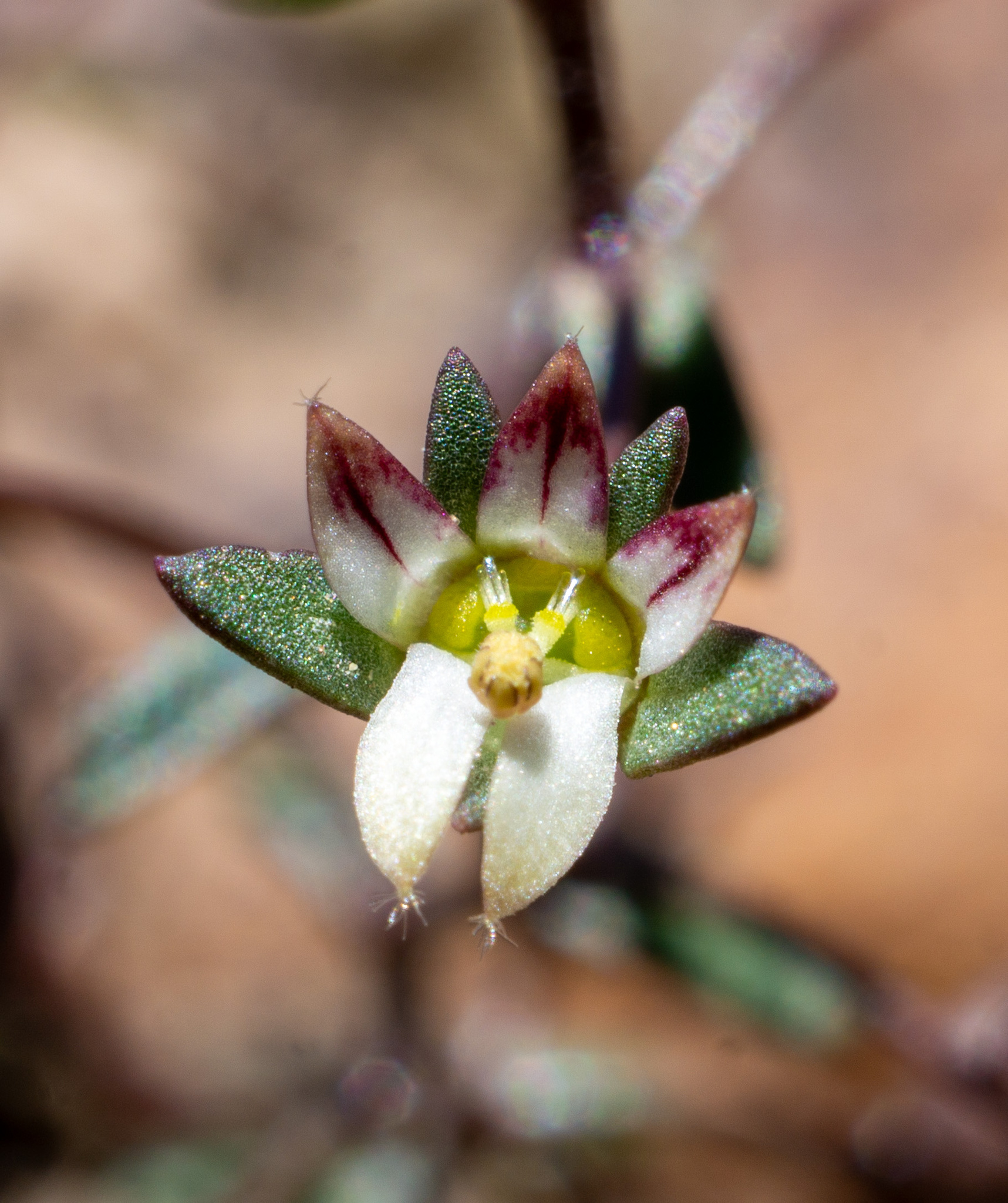 Nemacladus rigidus