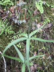 Lilieae