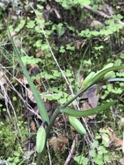 Lilieae