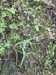 Lilieae