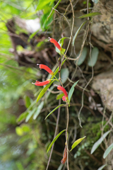 Aeschynanthus micranthus, photograph (c) Morten Ross, some rights reserved (CC BY)