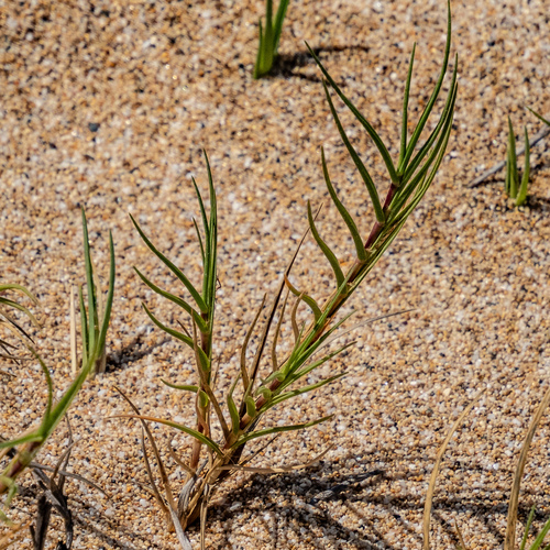 Sporobolus virginicus observed 2023-09-18