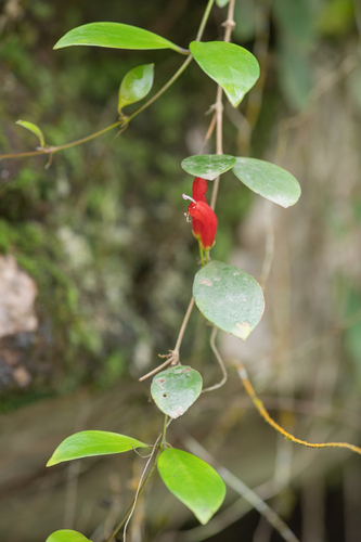 Aeschynanthus micranthus, photograph 6