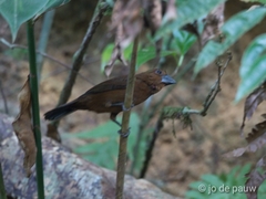 Cyanoloxia cyanoides