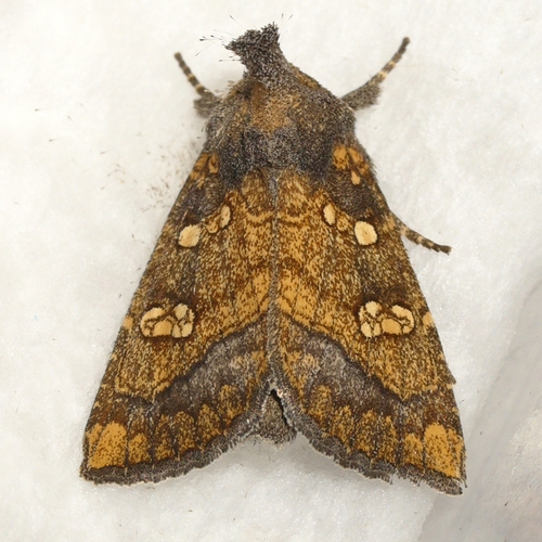 Burdock Borer Moth photo 4