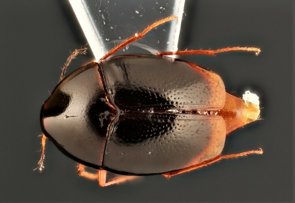 Scaphisoma americanum