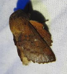 Phyllodesma occidentis