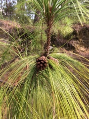 Pinus maximinoi