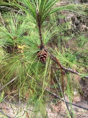 Pinus maximinoi