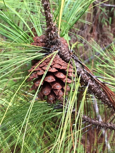 thinleaf pine