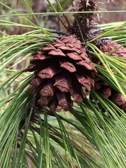 Pinus maximinoi