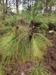 Pinus maximinoi