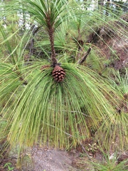 Pinus maximinoi