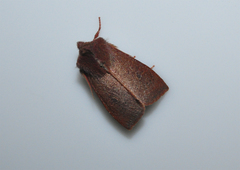 Orthosia transparens