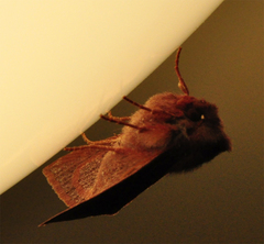 Orthosia transparens