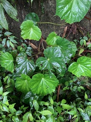 Begonia chitoensis