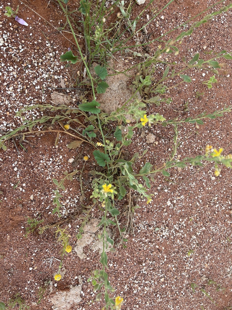 Mustard family from barcoo au ql au on october 18 2022 at 07 23 am