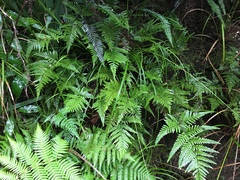 Parapolystichum microsorum pentangulare