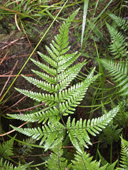 Parapolystichum microsorum pentangulare