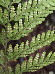 Parapolystichum microsorum pentangulare