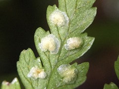 Parapolystichum microsorum pentangulare