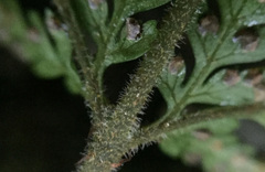 Parapolystichum microsorum pentangulare