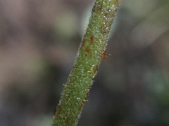 Parapolystichum microsorum pentangulare