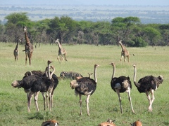 Struthio camelus massaicus
