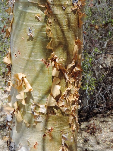 elephant tree