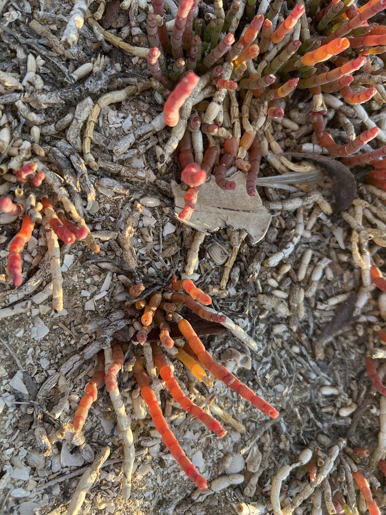 Plants from carpentaria au ql au on october 21 2022 at 05 48 pm by