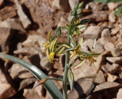 Albuca pearsonii
