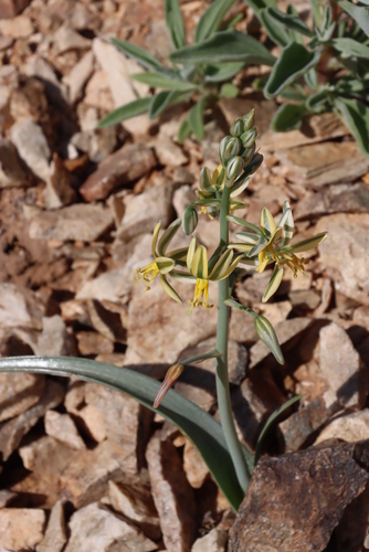 Albuca pearsonii