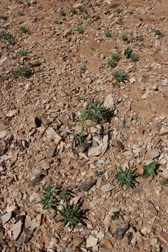 Albuca pearsonii