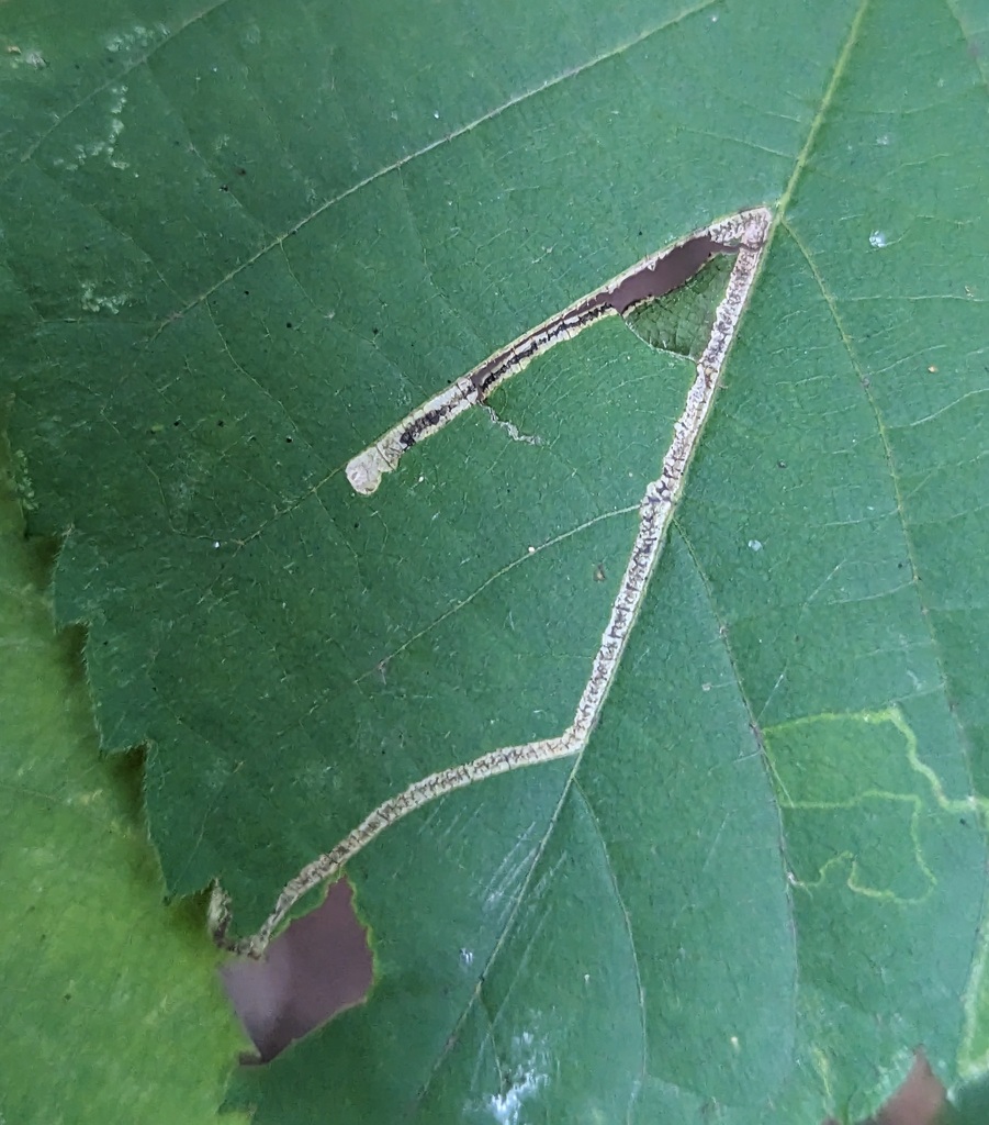 Stigmella tiliella
