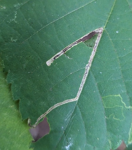 Stigmella tiliella