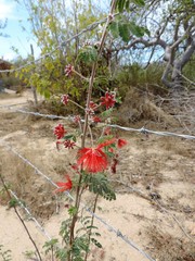 Calliandra peninsularis