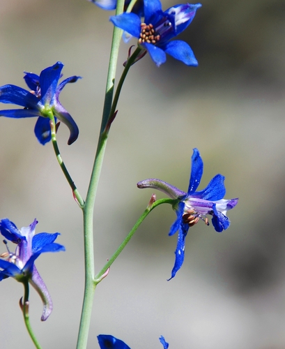 Coast Larkspur