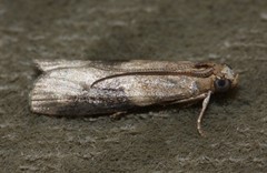 Ptyomaxia trigonogramma