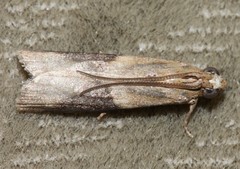 Ptyomaxia trigonogramma