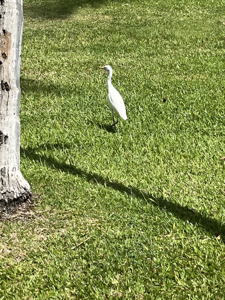 Cattle Egret From O Ahu Honolulu HI US On September 19 2023 At 10   Large 