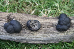 Daldinia dennisii
