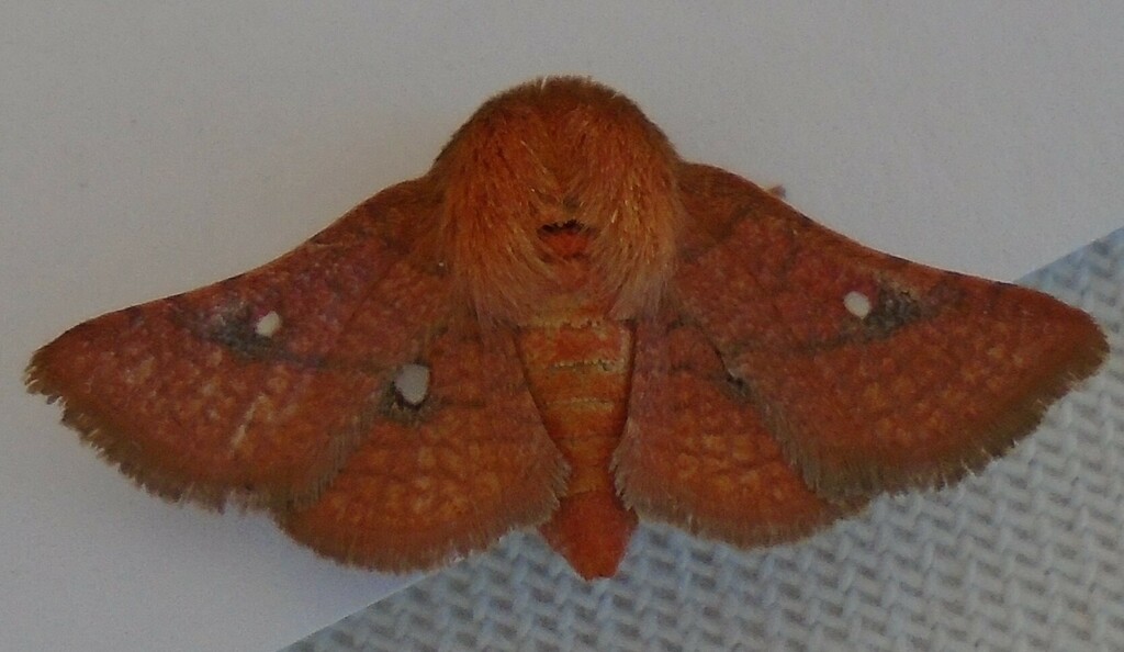 Dysodia binoculata