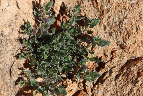 Image of Barleria rigida by (c) Tony Rebelo, some rights reserved (CC BY-SA)