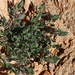 Barleria rigida ilicina - Photo (c) Tony Rebelo, μερικά δικαιώματα διατηρούνται (CC BY-SA), uploaded by Tony Rebelo