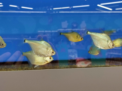 Silver tetra (Ctenobrycon spilurus) — Characidae — 3