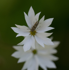 Lithophragma affine